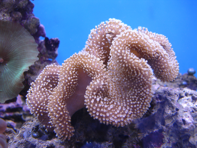  Sarcophyton lobulatum (Mushroom Leather Coral)